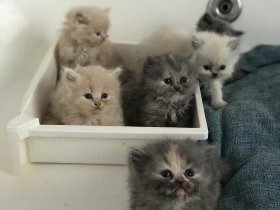 Filhotes de gatos persas