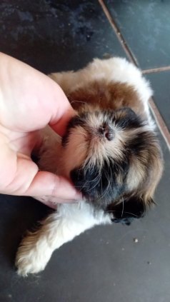 shih tzu (cachorrinho)
