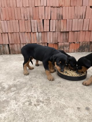 Filhote de rottweiler 