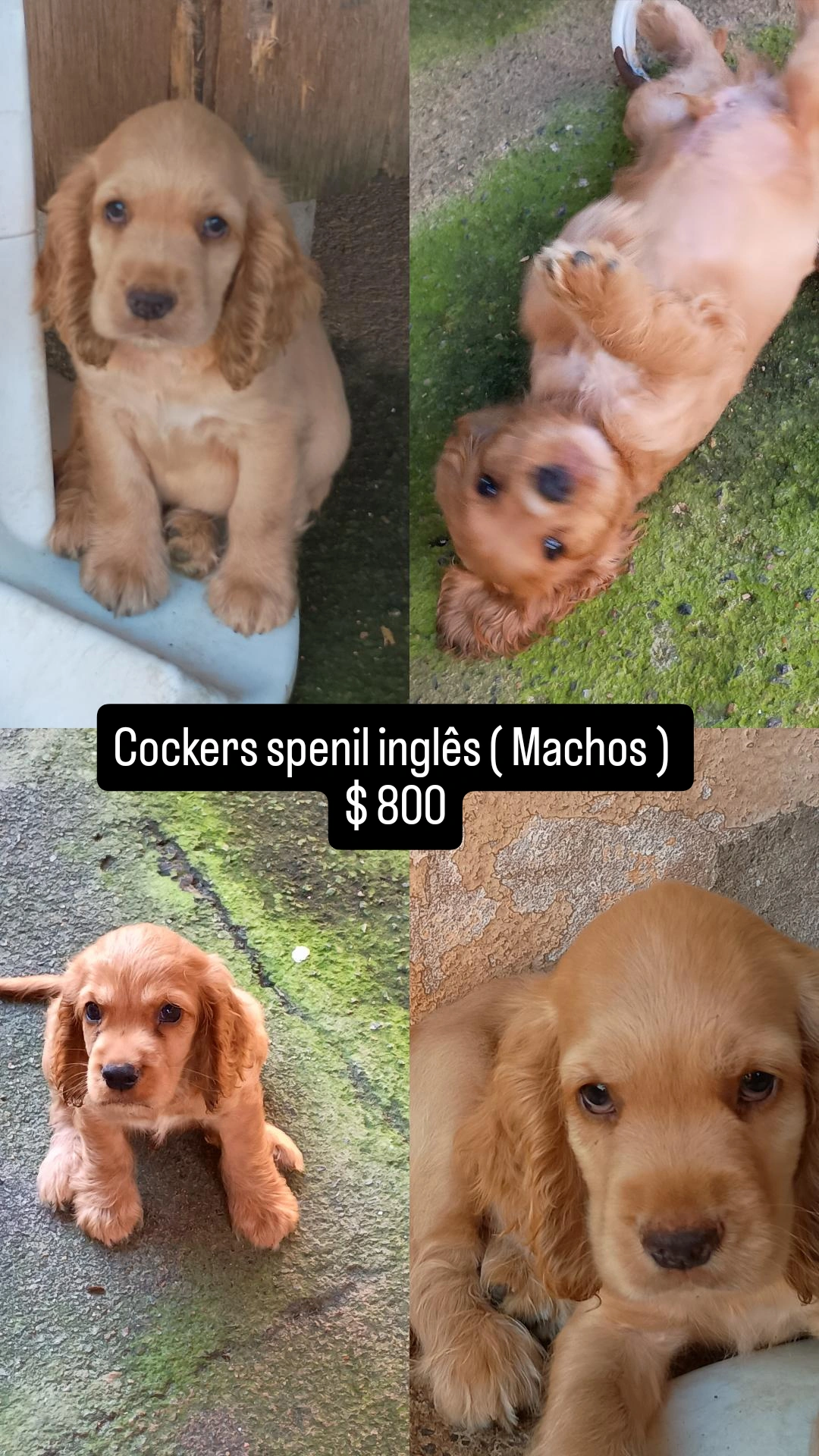 Cocker spenil inglês 