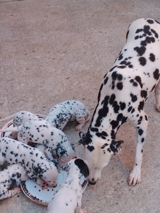 Porto velho Rondônia 