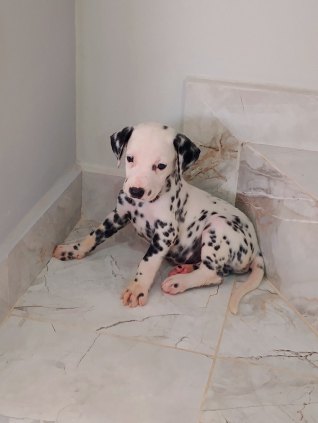 Filhotes de dálmatas original pai e mãe com pedigree 