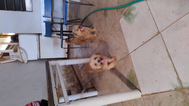 Animal encontrado
