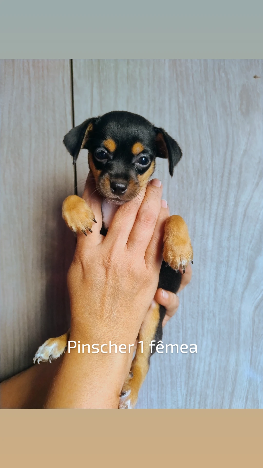 Pinscher 1