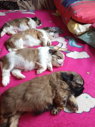 Filhotes Shitzu com Lhasa Apso 