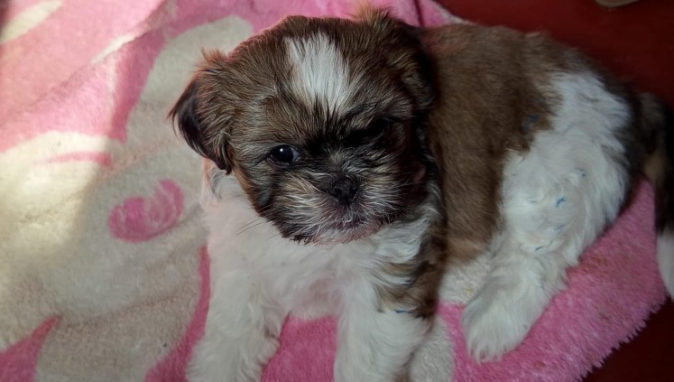 Cachorro