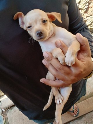 Pinscher Miniatura Macho