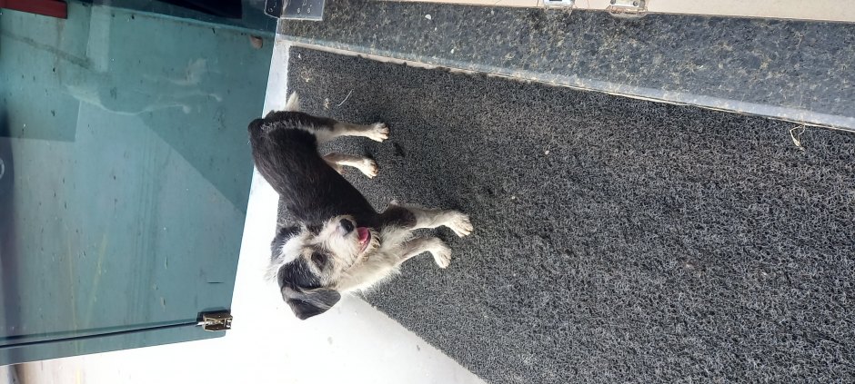 Cachorro Perdido