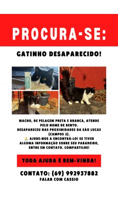 Gatinho Perdido