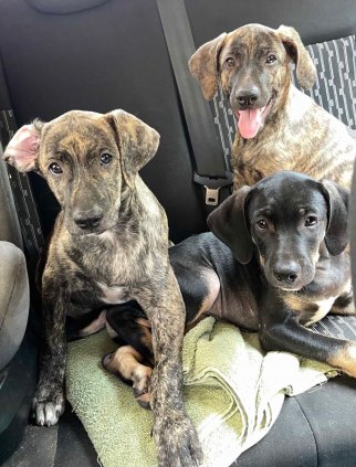 cachorros para doação 