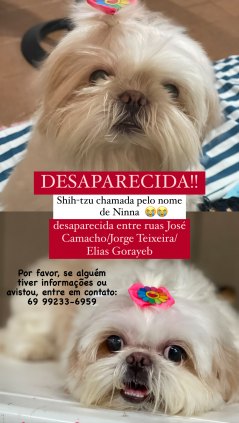 Shih-tzu desaparecida 