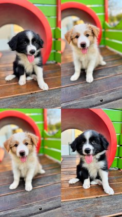Filhotes de Border collie 