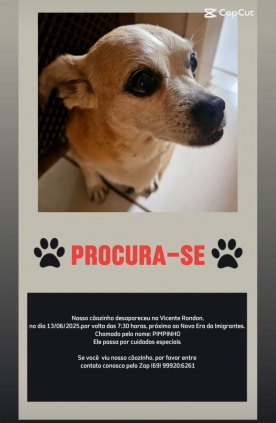 CACHORRO DESAPARECIDO