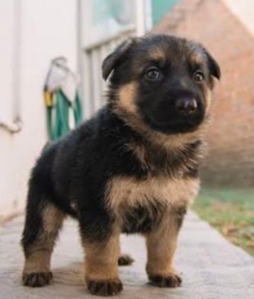 Filhotes de Pastor Alemão 