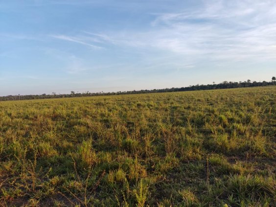 Fazenda a venda com 94 alqueires no Joana Dark 