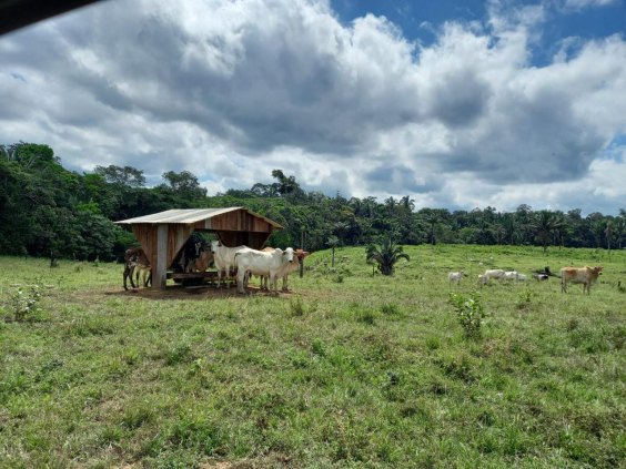 Vende-se uma fazenda com 1.384 hectares e 260 hectares abertos R$ 3.500.000 km 42 entrando mais 12km sentido Humaitá 