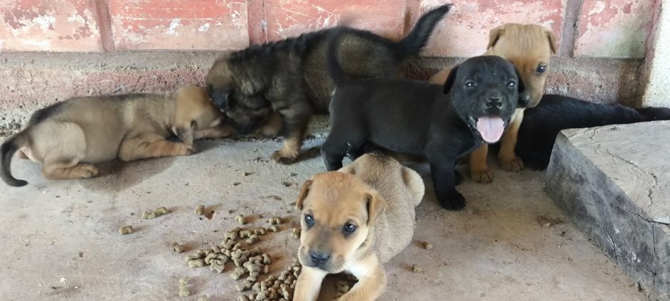 Babys doação 