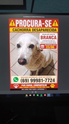 CADELA PERDIDA