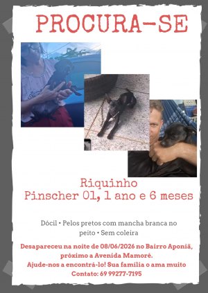 Pet desaparecido