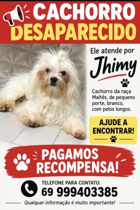 Cachorro desaparecido 