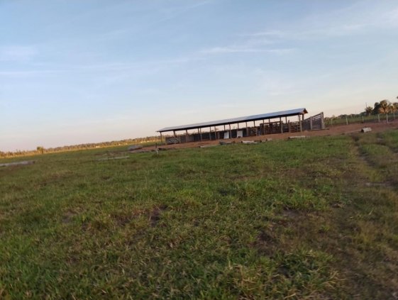Vende-se está Fazenda com 94 alqueires a 45 km de Porto Velho no projeto Joana Dark 