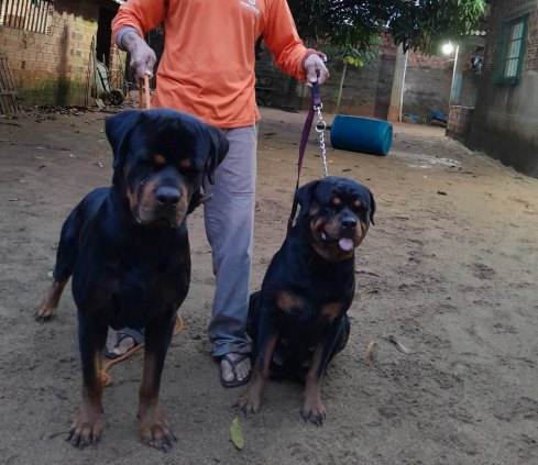Filhotes de rottweiler timit tor sérvia