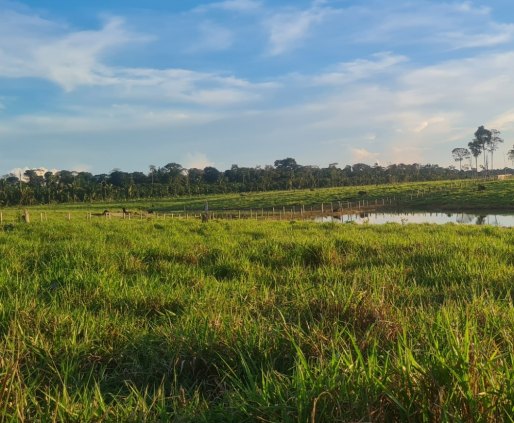 Vende-se está terra com 37 alqueires formada a 09 km da ponte do Rio Preto 