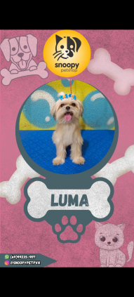 Luma quer um namorado