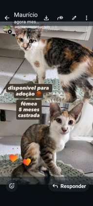 Adoção de Pets