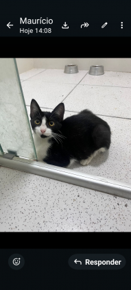 Gatinha castrada 4 meses, adoção Responsável.