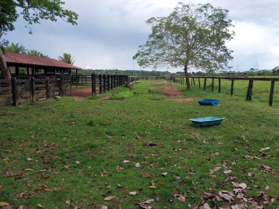 FAZENDINHA DE ENCHER OS OLHOS! Próximo a Porto Velho (50 km)- no ASFALTO!