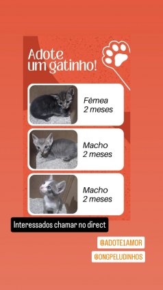 Gatos Filhotes