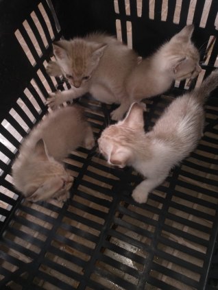 DOAÇAO DE FILHOTES DE GATO